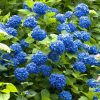 Kék virágú Kerti Hortenzia " Nikko Blue" - Hydrangea macrophylla