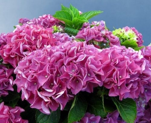 Kerti Hortenzia " Bouquet Rose" - Hydrangea macrophylla