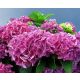 Kerti Hortenzia " Bouquet Rose" - Hydrangea macrophylla