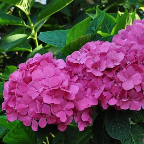 Kerti Hortenzia " Bouquet Rose" - Hydrangea macrophylla