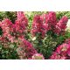 Bugás hortenzia - "Magical Flame" - Hydrangea Paniculata