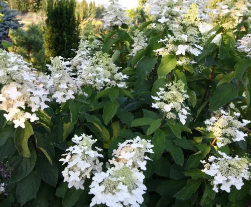 Bugás hortenzia - "Magical Flame" - Hydrangea Paniculata