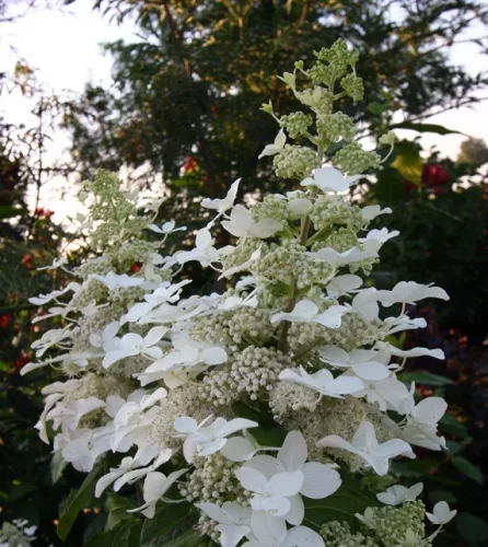 Bugás hortenzia - "Magical Flame" - Hydrangea Paniculata