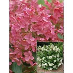 Bugás hortenzia - "Early Sensation" - Hydrangea Paniculata