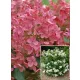Bugás hortenzia - "Early Sensation" - Hydrangea Paniculata