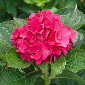 Kerti Hortenzia " Sibilla" - Hydrangea macrophylla