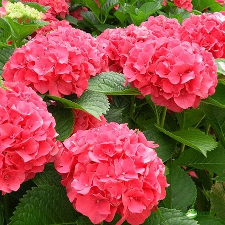 Kerti Hortenzia " Sibilla" - Hydrangea macrophylla