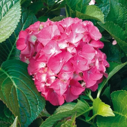 Kerti Hortenzia " Sibilla" - Hydrangea macrophylla