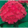 Kerti Hortenzia - Hydrangea macrophylla " Red Power"  Cs12