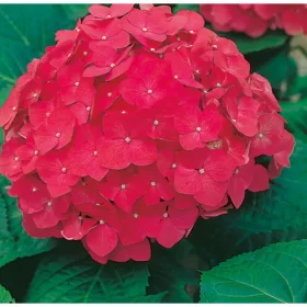   Kerti Hortenzia - Hydrangea macrophylla " Red Power"  Cs12