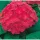 Kerti Hortenzia - Hydrangea macrophylla " Red Power"  Cs12