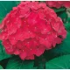 Kerti Hortenzia - Hydrangea macrophylla " Red Power"  Cs12