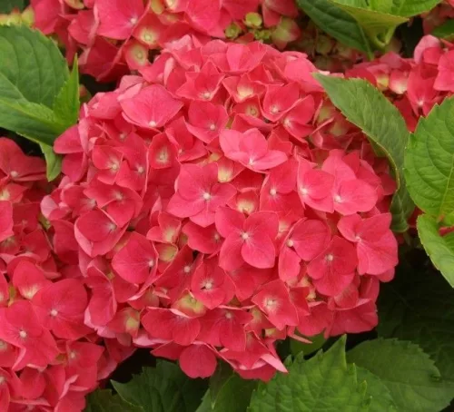 Kerti Hortenzia - Hydrangea macrophylla " Red Power"  Cs12