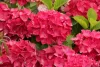 Kerti Hortenzia - Hydrangea macrophylla " Red Power"  Cs12