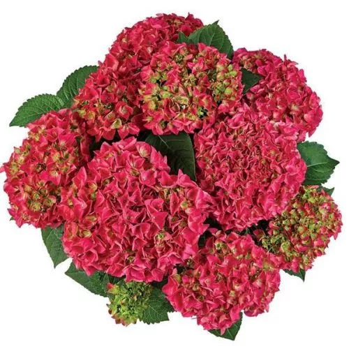 Kerti Hortenzia - Hydrangea macrophylla " Red Power"  Cs12