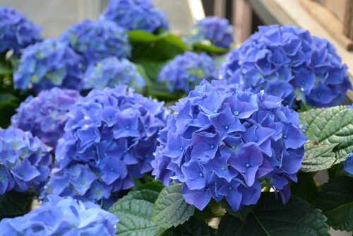 Kék virágú Kerti Hortenzia " Early Blue" - Hydrangea macrophylla Cs10