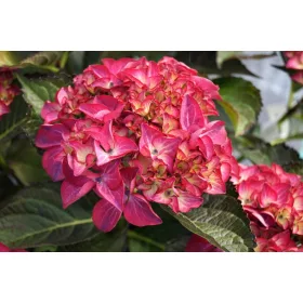   Kerti Hortenzia " Red Angel" - Hydrangea macrophylla