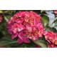 Kerti Hortenzia " Red Angel" - Hydrangea macrophylla