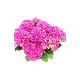   Kerti Hortenzia " Early Blue Pink" - Hydrangea macrophylla
