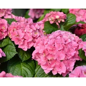   Kerti Hortenzia " Early Pink" - Hydrangea macrophylla