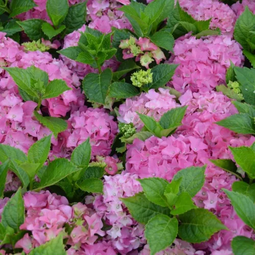 Kerti Hortenzia " Early Pink" - Hydrangea macrophylla