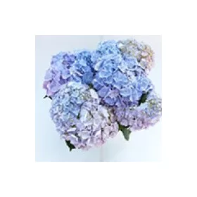   Kerti Hortenzia " Soft Blue Power" - Hydrangea macrophylla