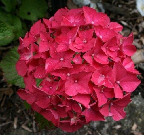 Kerti Hortenzia " Alpenglühen" - Hydrangea macrophylla