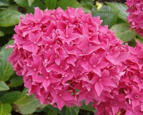 Kerti Hortenzia " Tovelit" - Hydrangea macrophylla