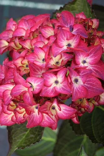 Kerti Hortenzia " Red Angel" - Hydrangea macrophylla