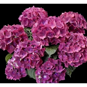   Kerti Hortenzia " Red Power Blue" - Hydrangea macrophylla