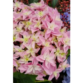   Kerti hortenzia " You & Me Perfection" - Haydrangea Macrophylla