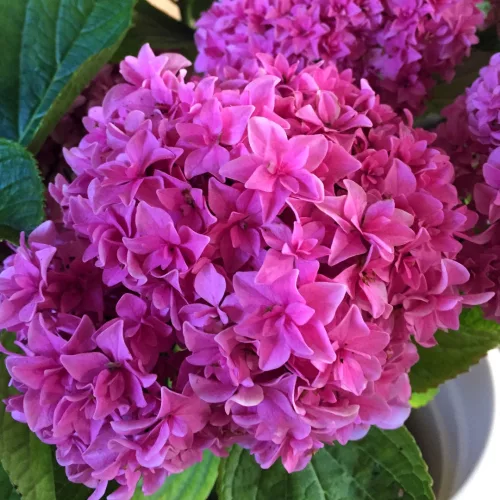 Kerti hortenzia " You & Me Perfection" - Haydrangea Macrophylla