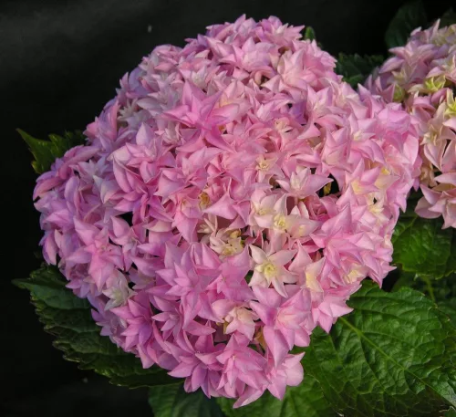 Kerti hortenzia " You & Me Perfection" - Haydrangea Macrophylla