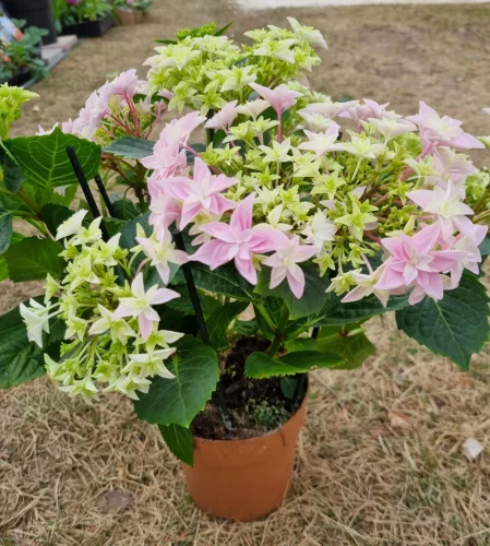 Kerti hortenzia " You & Me Perfection" - Haydrangea Macrophylla