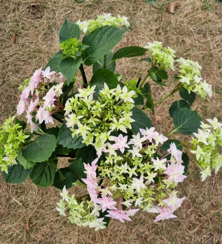 Kerti hortenzia " You & Me Perfection" - Haydrangea Macrophylla