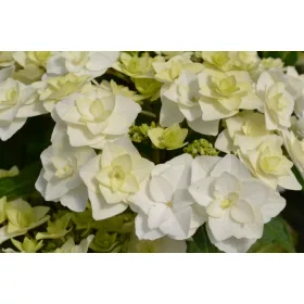   Kerti hortenzia " Doppio Bianco" - Haydrangea Macrophylla