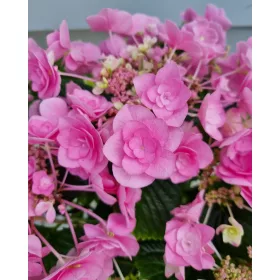   Kerti hortenzia " Doppio Rosa Pink" - Haydrangea Macrophylla