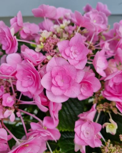 Kerti hortenzia " Doppio Rosa Pink" - Haydrangea Macrophylla