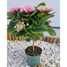   Törzses Kerti Hortenzia " Magical Revolution Rose" - Hydrangea Macrophylla