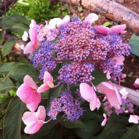   Érdes levelű hortenzia - Hydrangea aspera "Hot Chocolate" 