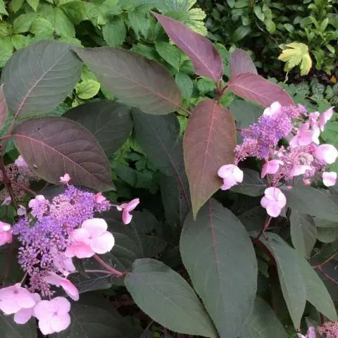Érdes levelű hortenzia - Hydrangea aspera "Hot Chocolate" 