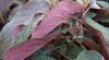 Érdes levelű hortenzia - Hydrangea aspera "Hot Chocolate" 