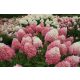 Bugás hortenzia - "Fire light Tiny bit" - Hydrangea Paniculata 5 L