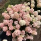 Bugás hortenzia - "Fire light Tiny bit" - Hydrangea Paniculata
