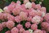 Bugás hortenzia - "Fire light Tiny bit" - Hydrangea Paniculata 5 L