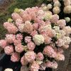 Bugás hortenzia - "Fire light Tiny bit" - Hydrangea Paniculata 5 L