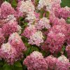 Bugás hortenzia - "Fire light Tiny bit" - Hydrangea Paniculata 5 L