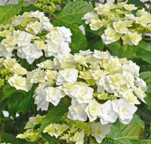 Kerti hortenzia " Doppio Bianco" - Haydrangea Macrophylla