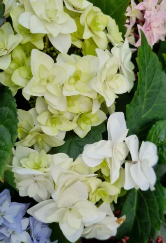 Kerti hortenzia " Doppio Bianco" - Haydrangea Macrophylla