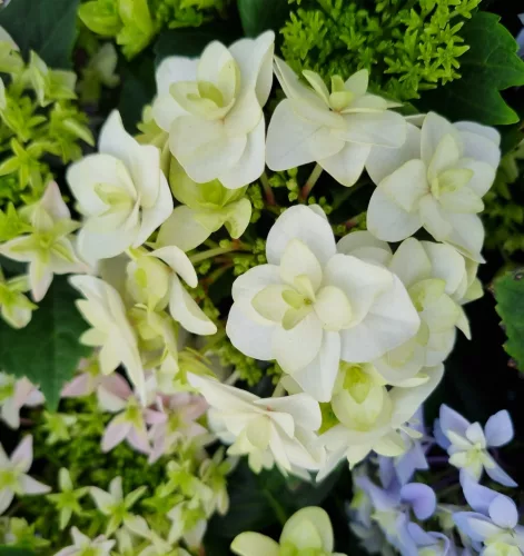 Kerti hortenzia " Doppio Bianco" - Haydrangea Macrophylla